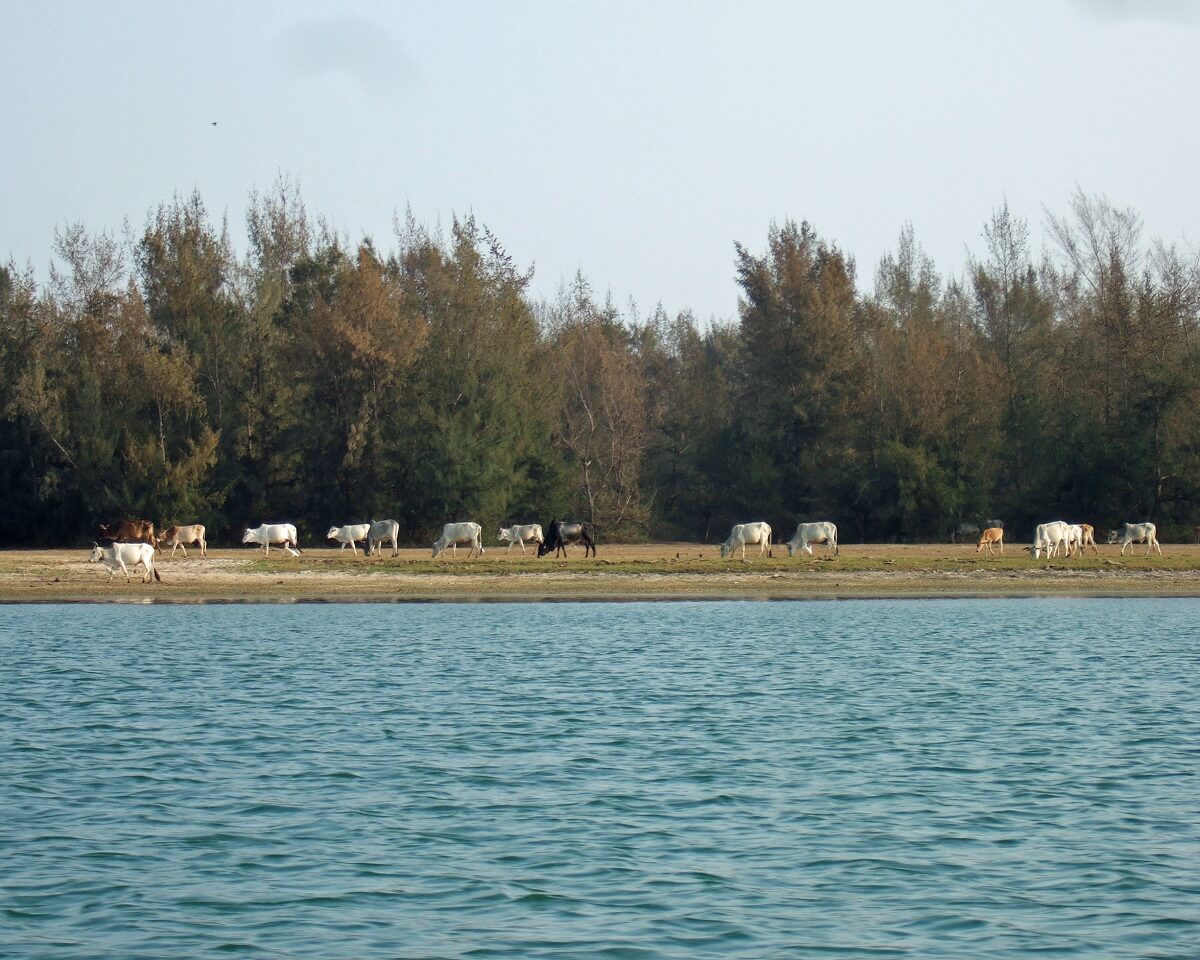 Chilika Lagoon Odisha