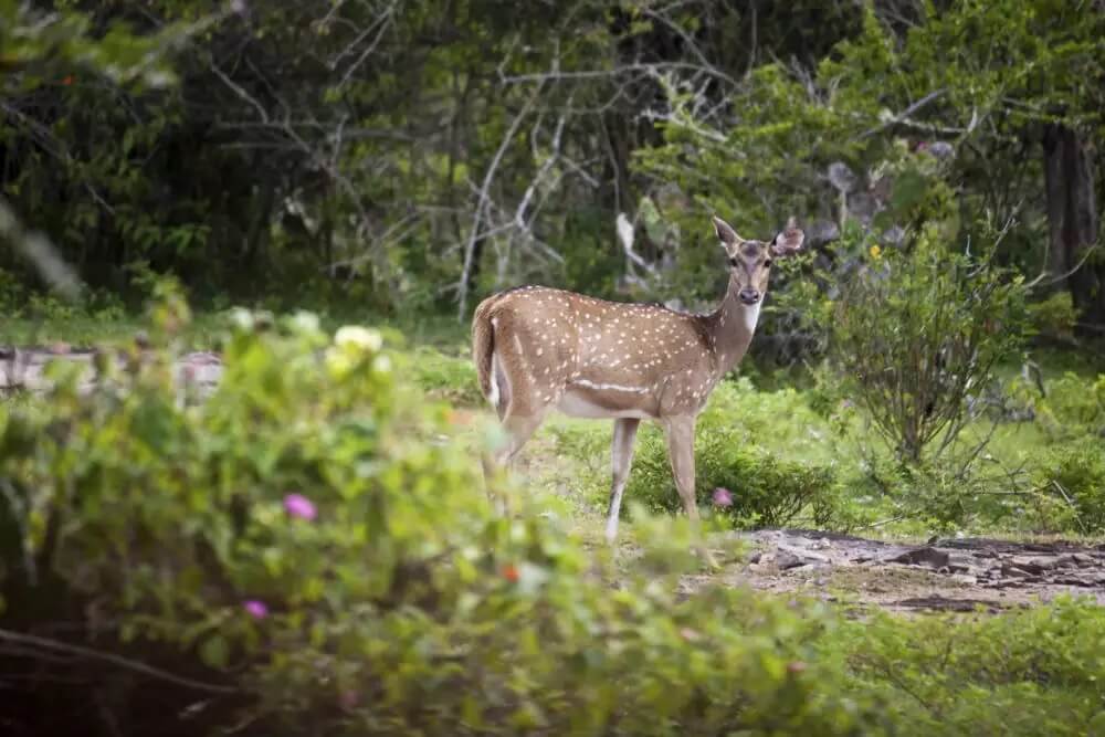 Debrigarh Wildlife Sanctuary Odisha