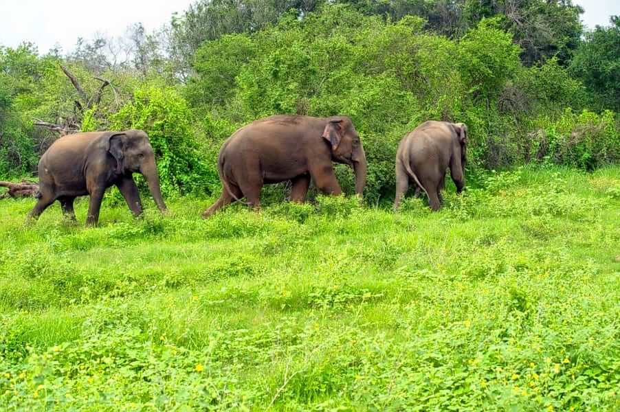 Parappa Wildlife Sanctuary Kasaragod Kerala
