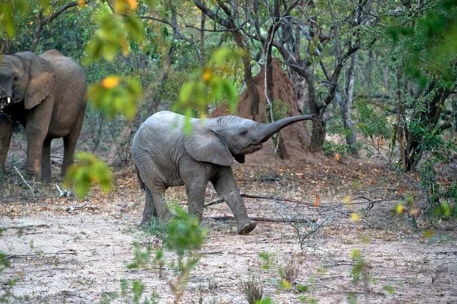 Pushpagiri Wildlife Sanctuary Coorg Karnataka