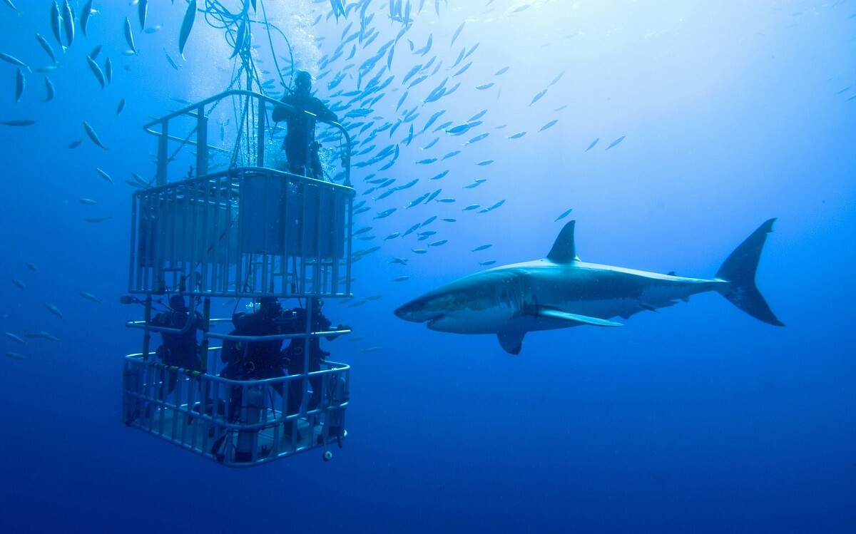 Shark Diving in Dubai