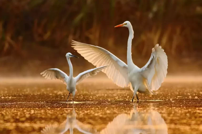 UP-Bird-and-Nature-Festival