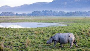 one-horned-rhino-kaziranga-national-park-min (1)