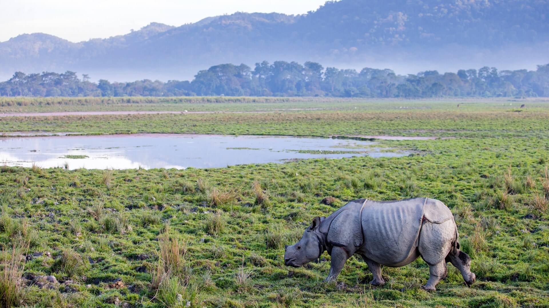 one-horned-rhino-kaziranga-national-park-min (1)