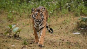 A Detailed Guide to Exploring Anamalai Tiger Reserve