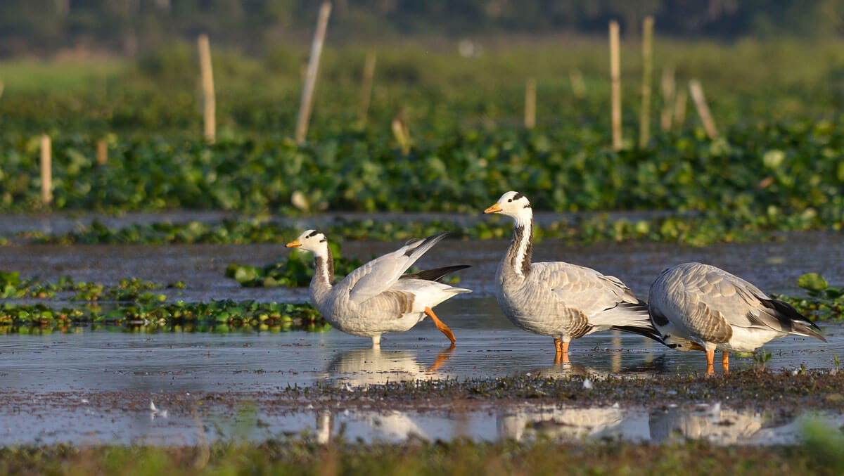 Bird Watching Majuli Island Assam