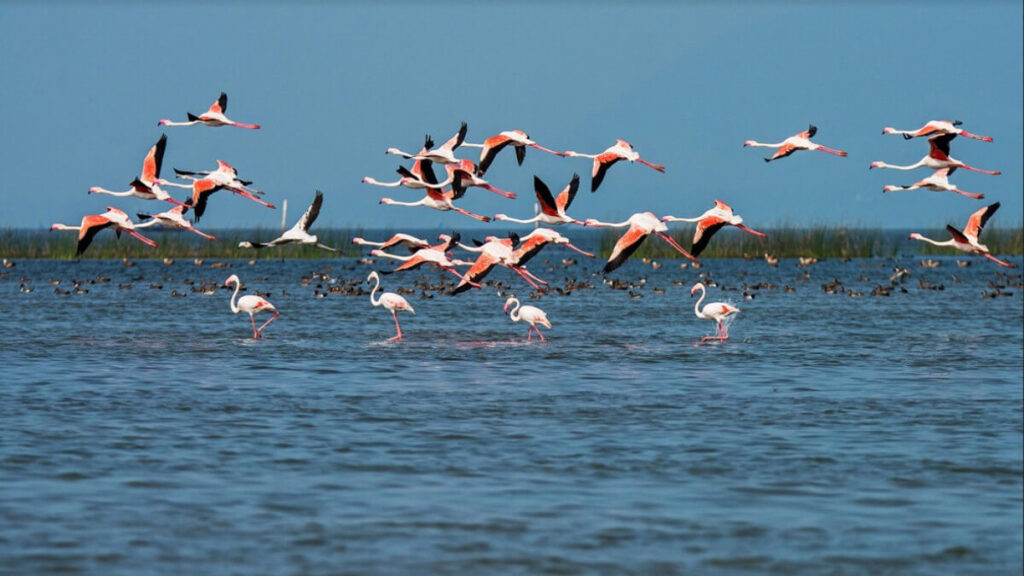 Chilika Lake Bird Sanctuary, Orissa