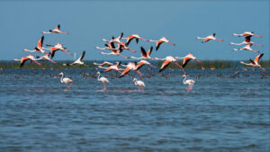 Chilika Lake Bird Sanctuary, Orissa