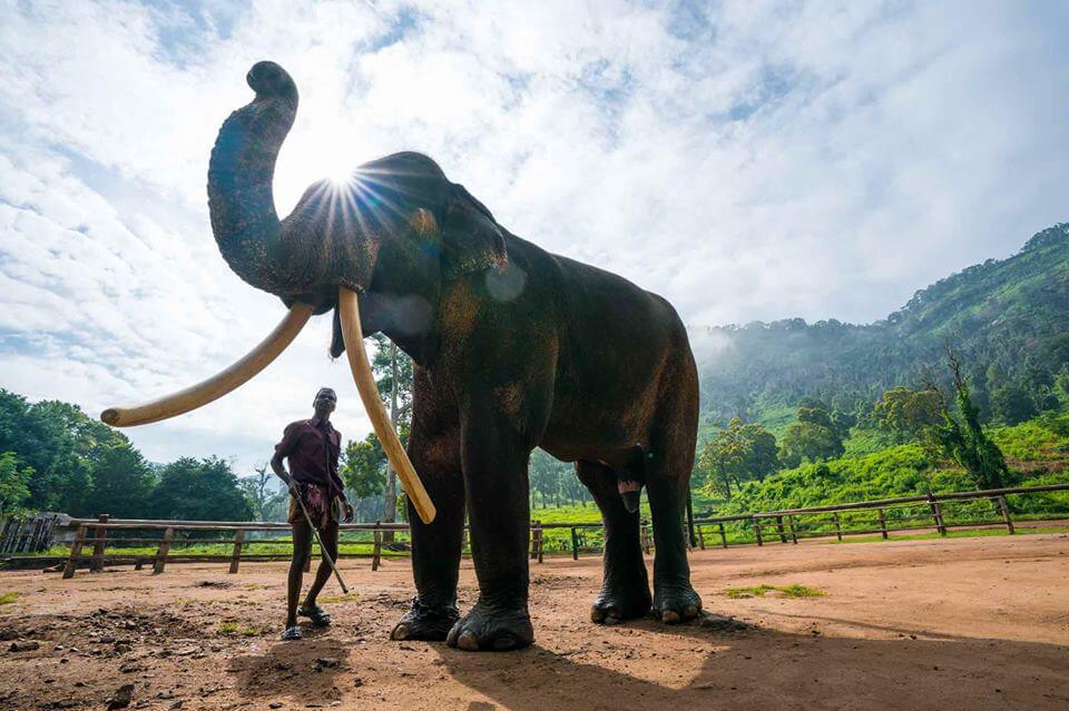 Elephant Camp of Kozhikamuthi Tamil Nadu