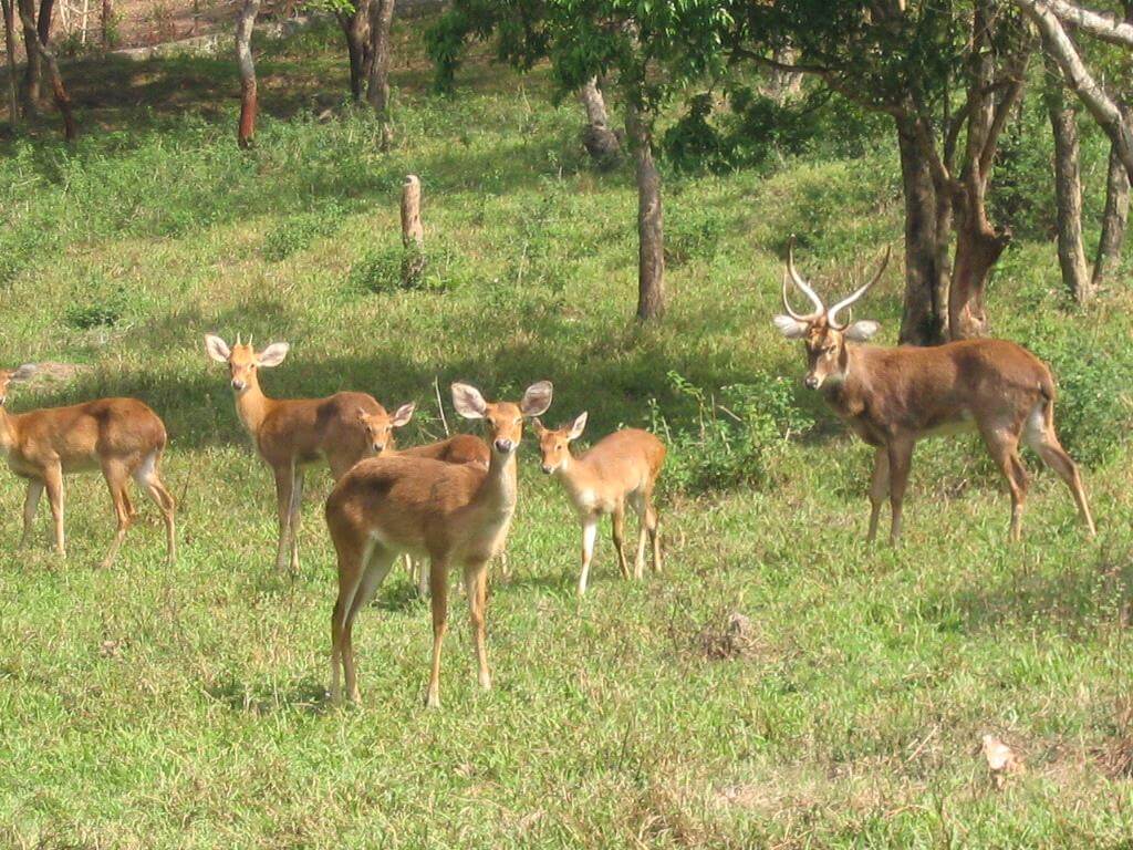 Keibul Lamjao National Park Manipur