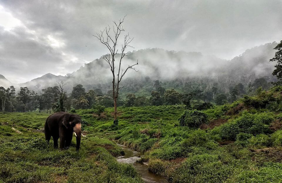 Kozhikamuthi Elephant Camp's Topslip Tamil Nadu