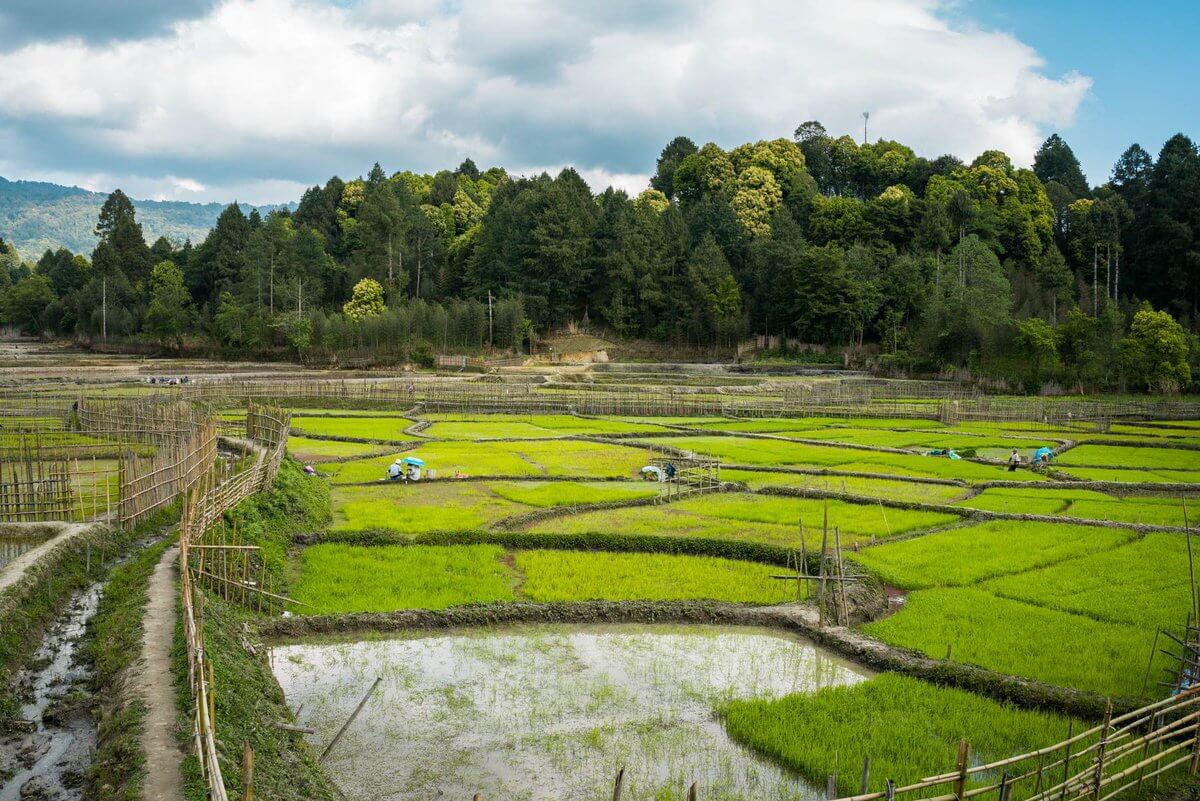 Apatani Cultural Landscape, Arunachal Pradesh