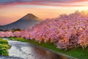 Japan’s cherry blossom season is officially here!