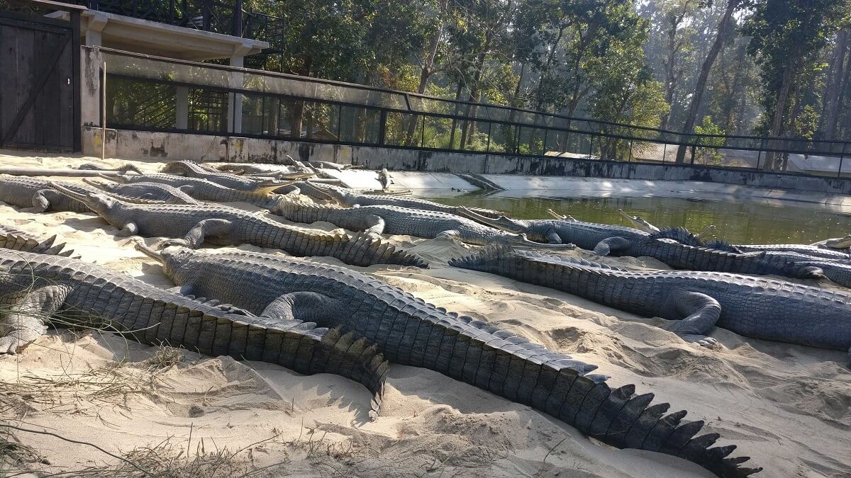 Crocodile Breeding Center Chitwan Nepal