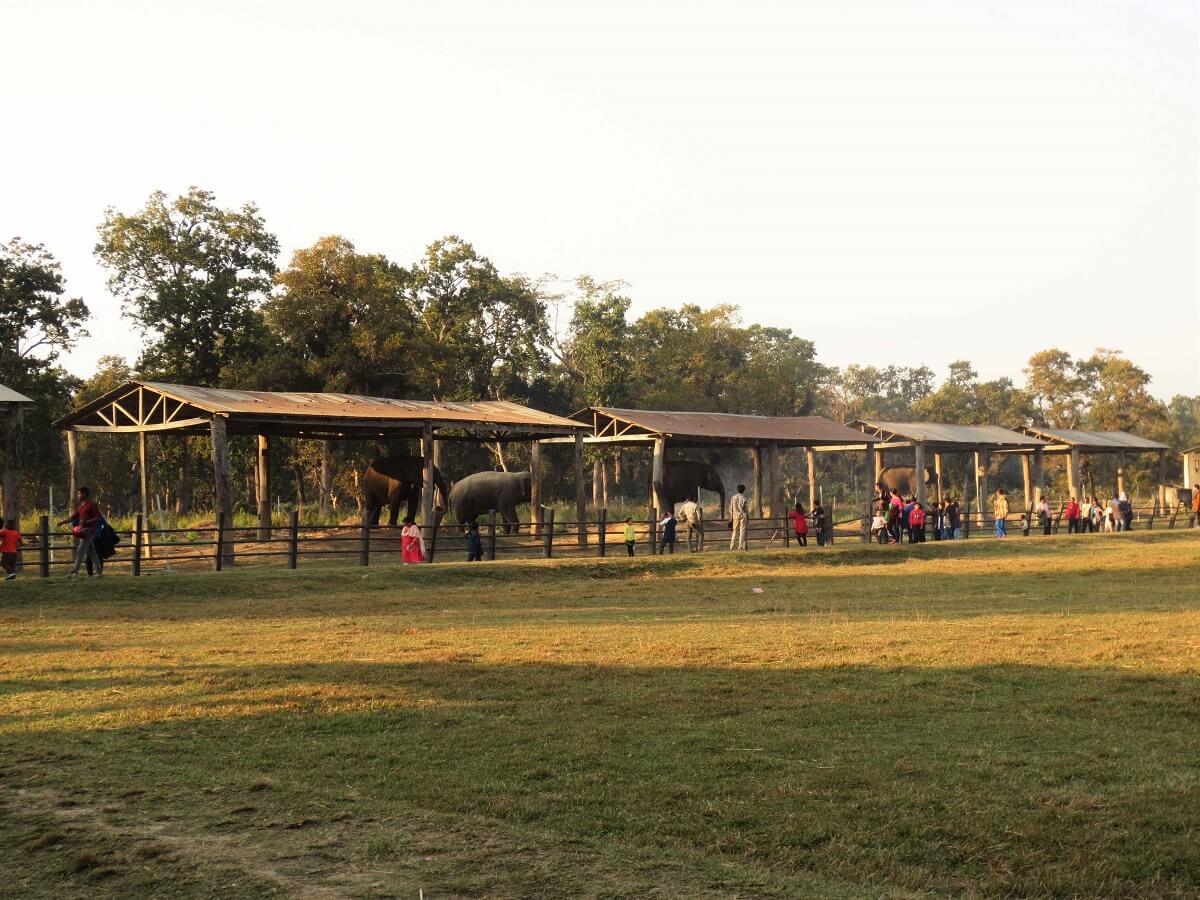 Elephant Breeding Center Chitwan Nepal