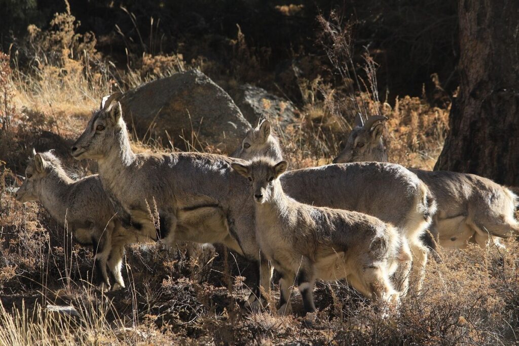 Himalayan musk deer Uttarakhand