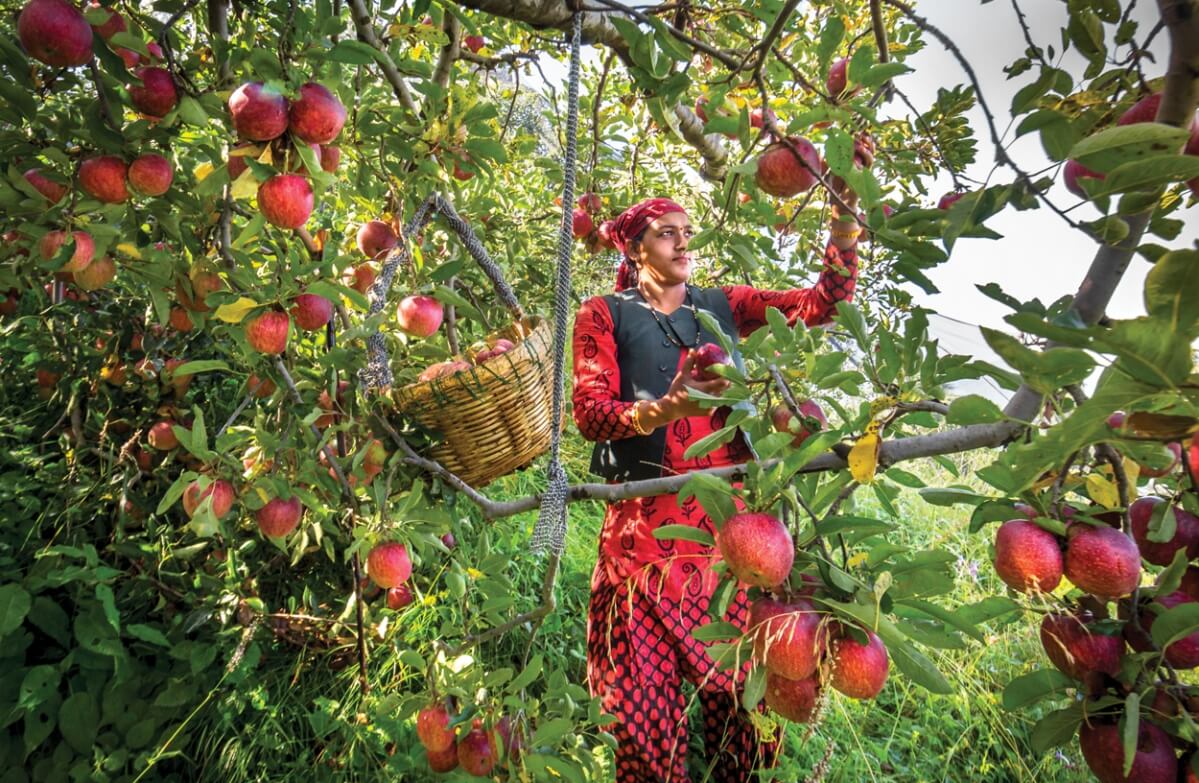 India's Fruit Basket Himachal