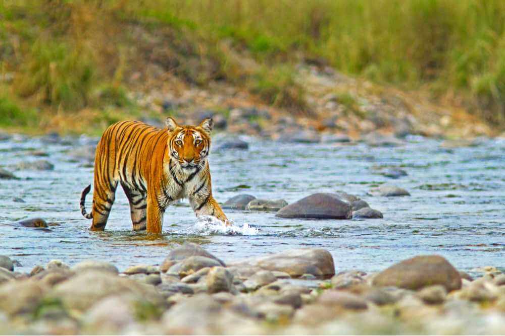 Jim Corbett National Park Uttarakhand