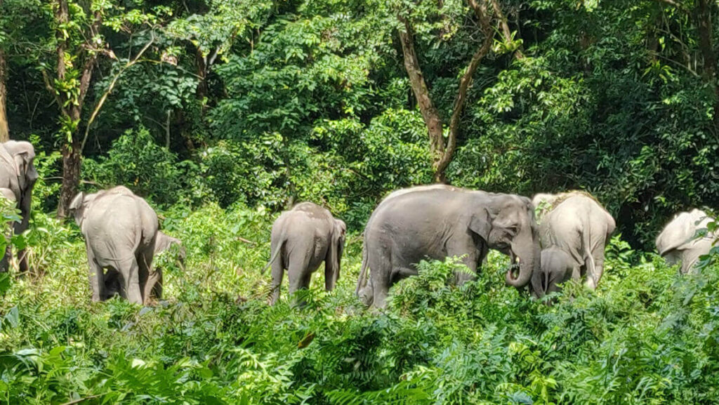Manas National Park Assam