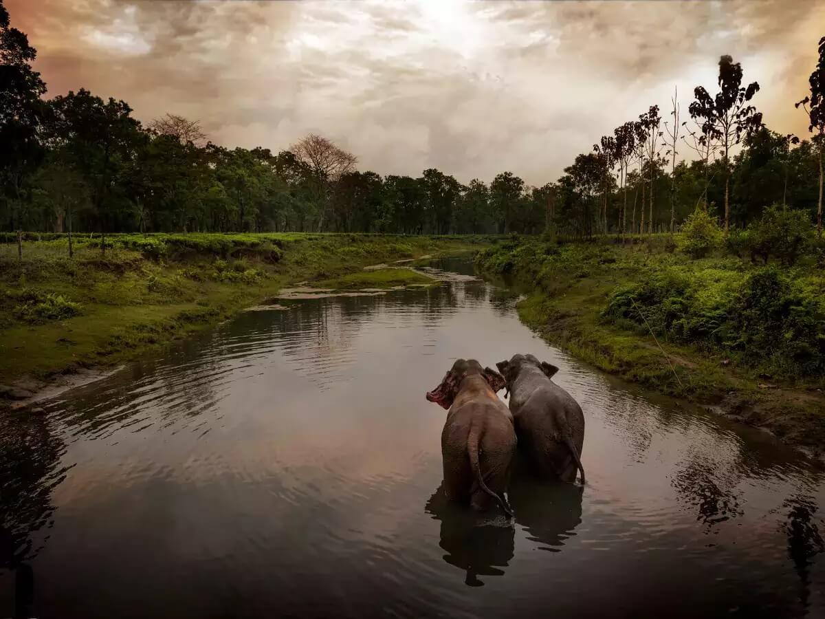 Manas Wildlife Sanctuary Assam
