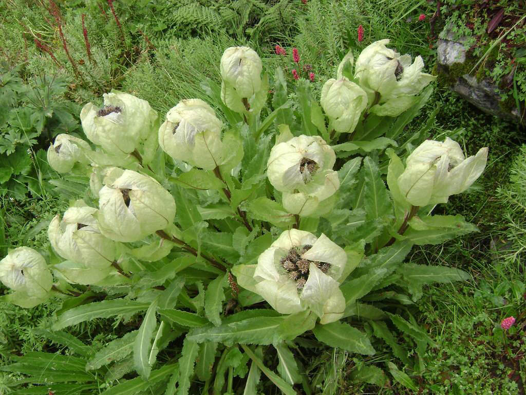 National Flower Is The Brahma Kamal Uttarakhand