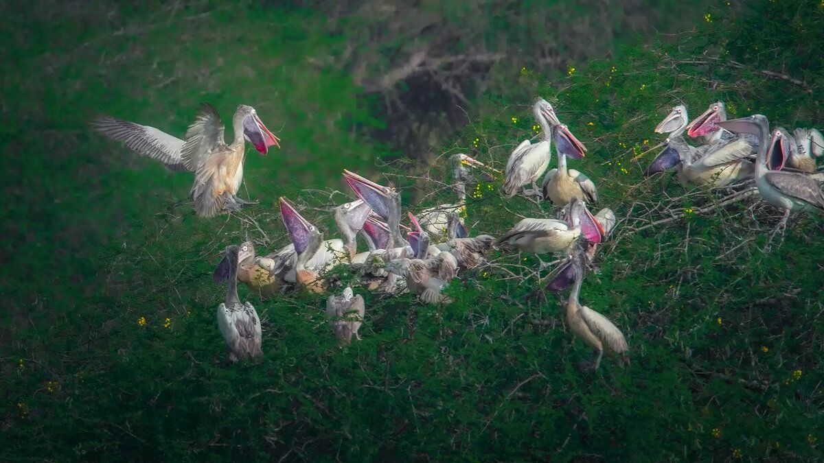 Nellai Wildlife Sanctuary Tamil Nadu