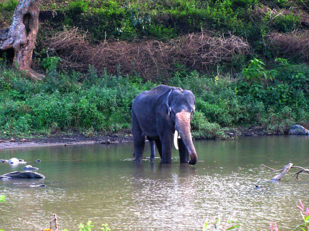 Nokrek National Park, Meghalaya