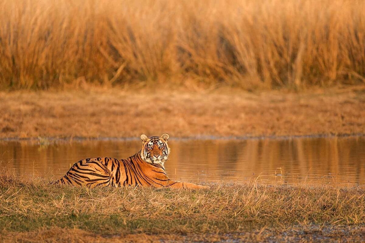 Ntangki National Park, Nagaland