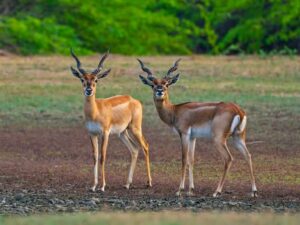 Point Calimere Wildlife Sanctuary Tamil Nadu