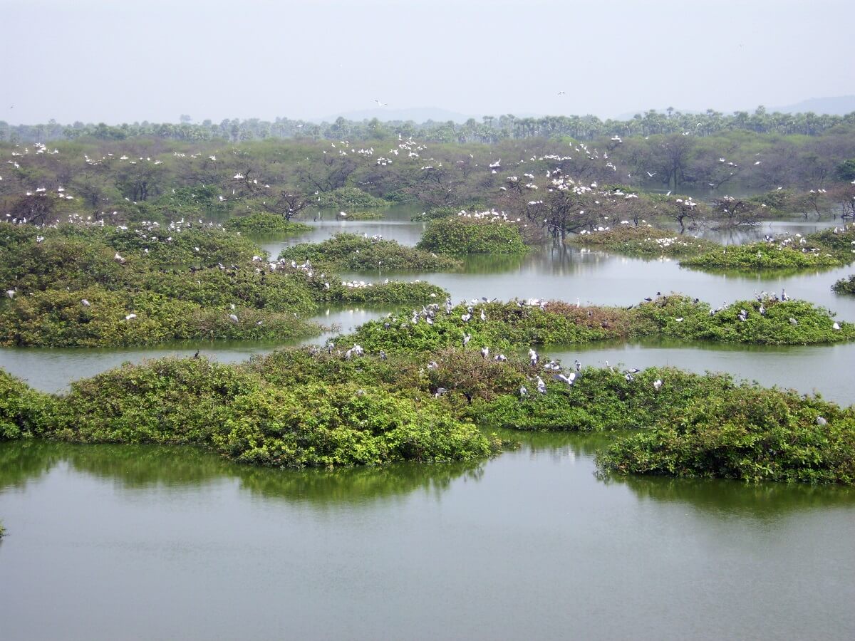 Vedanthangal Bird Sanctuary Tamil Nadu