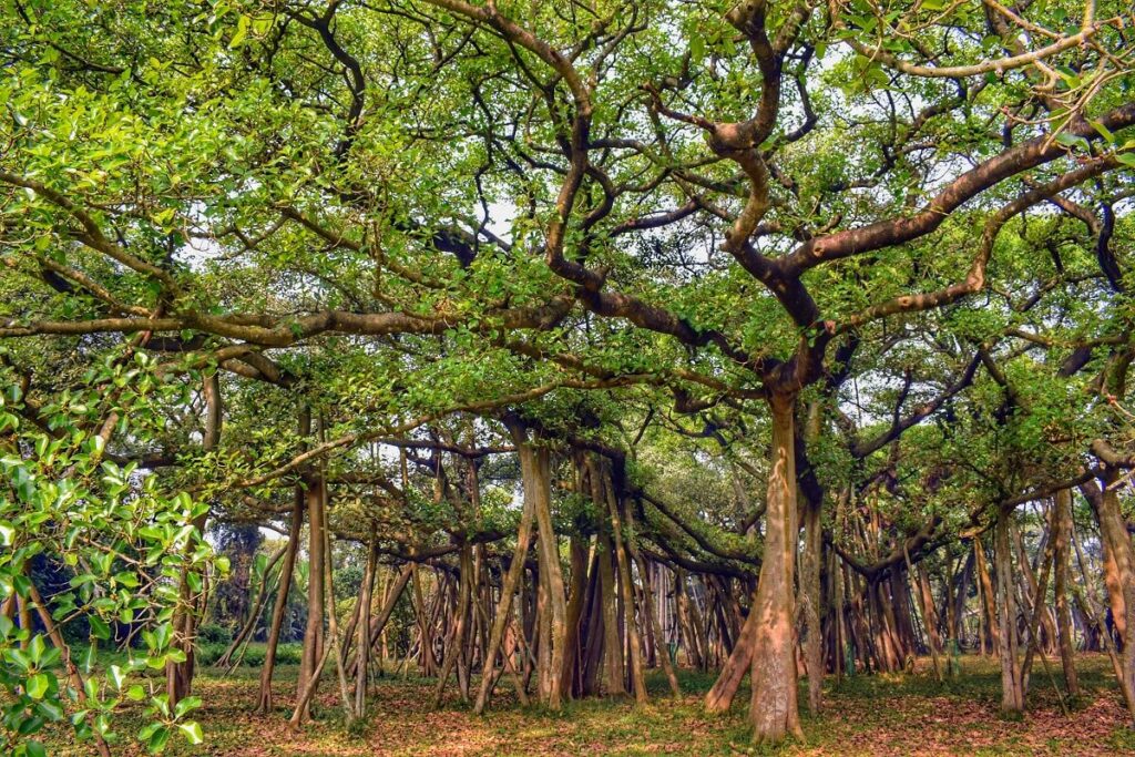 World's Largest Banyan Tree India