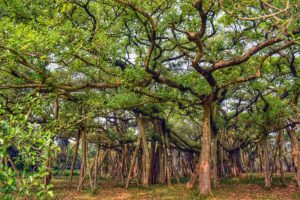 World's Largest Banyan Tree India