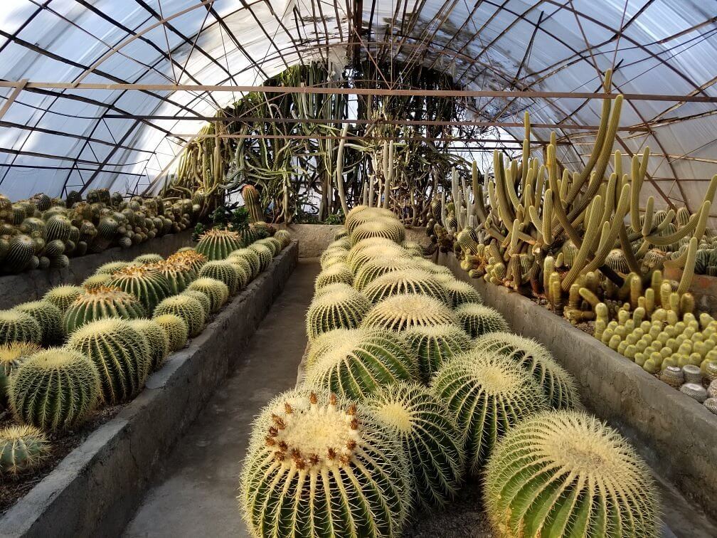 Cactus Nursery (Pine View Nursery) Kalimpong West Bengal
