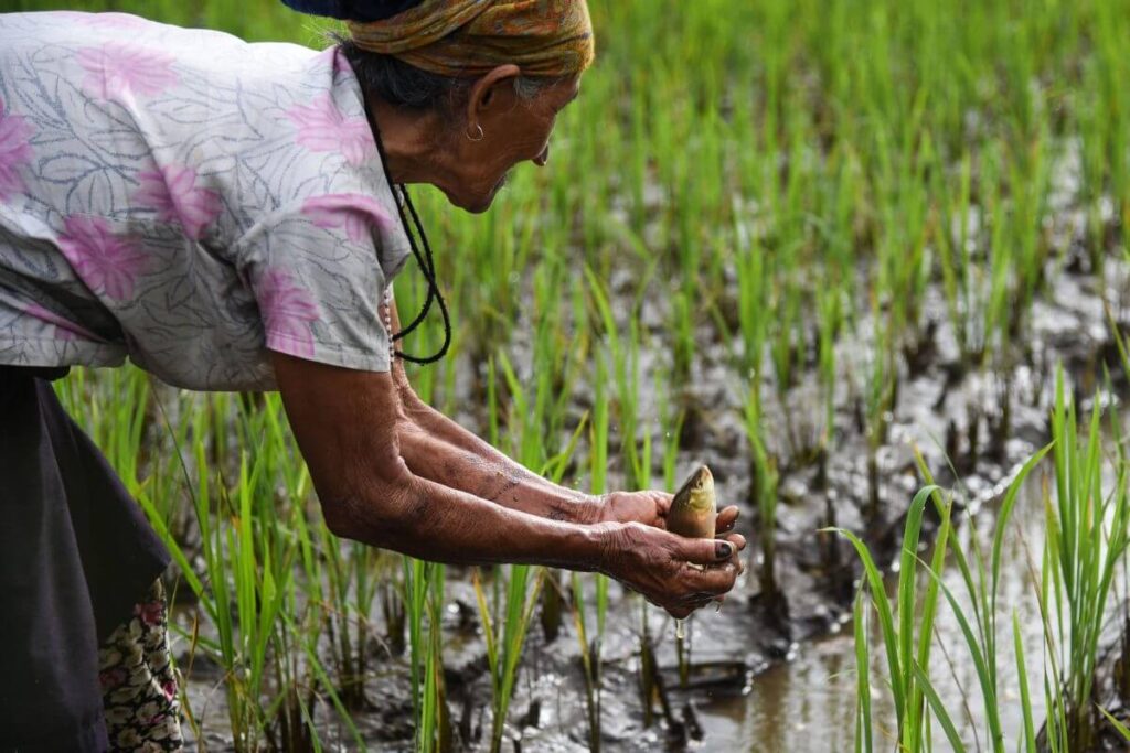 Fish farming practices Ziro Valley Arunachal Pradesh
