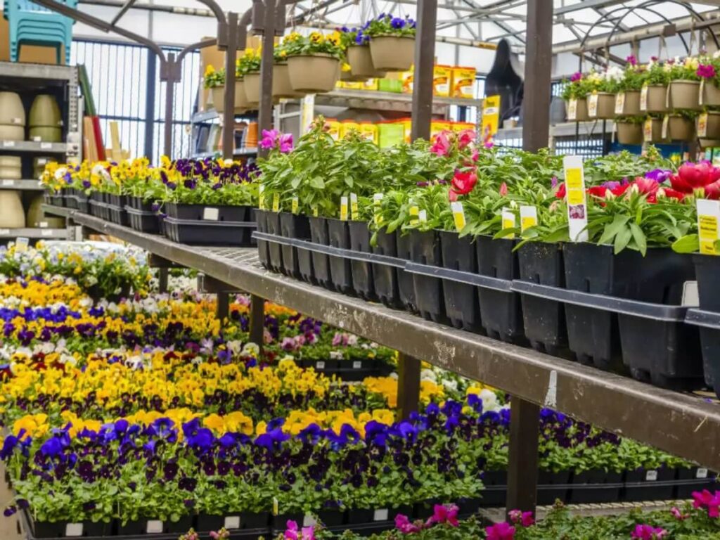 Flower Nurseries Kalimpong West Bengal