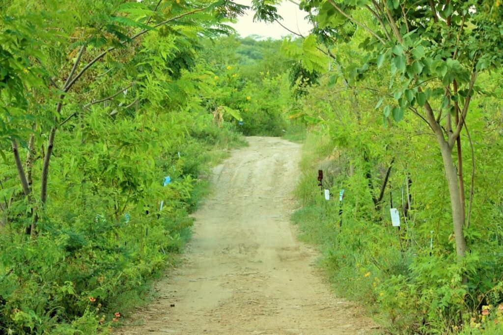 Piplantri Village Rajasthan