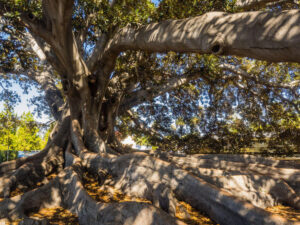 Raniban Haunted Forest Nepal