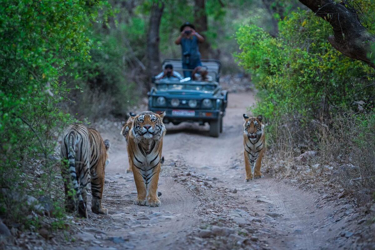 Ranthambore National Park Rajasthan