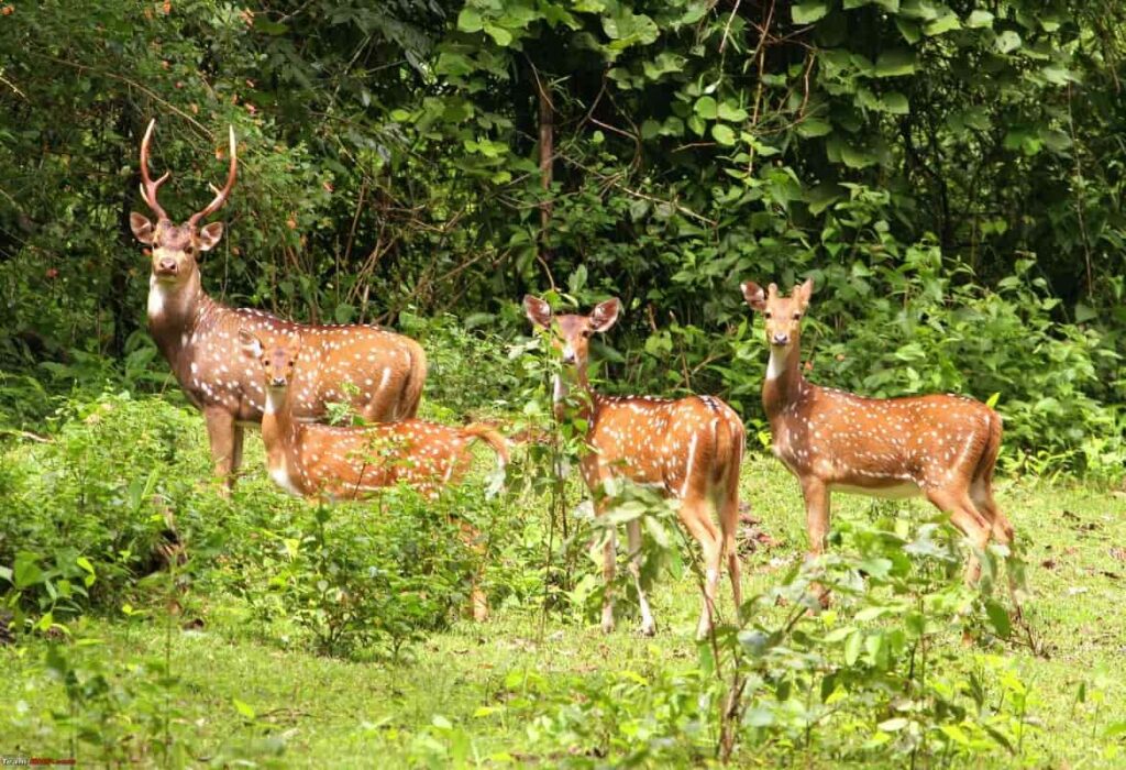 Talley Valley Wildlife Sanctuary Ziro Valley Arunachal Pradesh