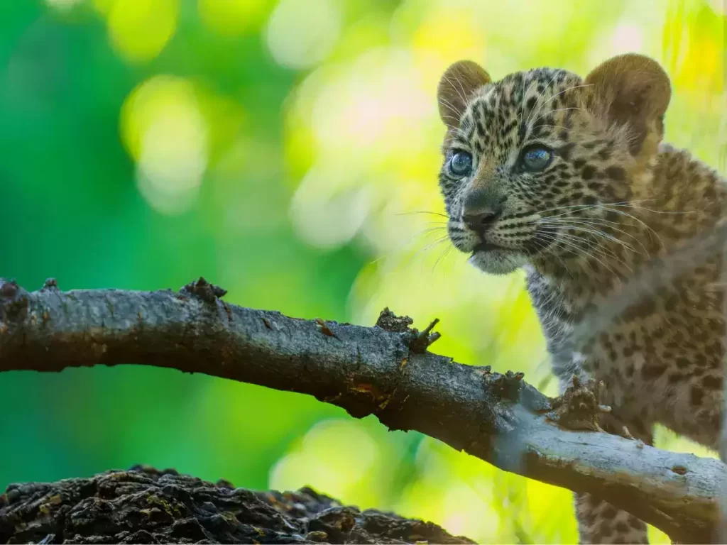 Leopard Cubs Found in Abandoned Cowshed in Uttarakhand