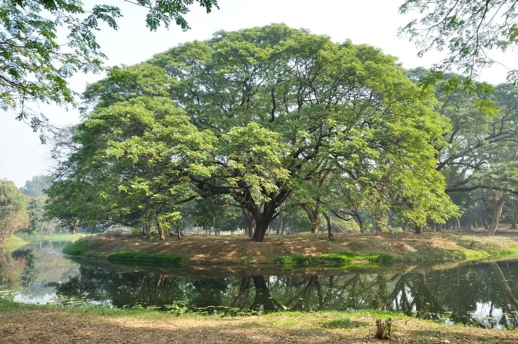 Acharya Jagadish Chandra Bose Indian Botanic Garden, Kolkata West Bengal