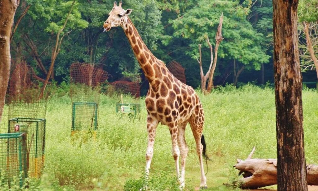 Arignar Anna Zoological Park (in Tamil Nadu)