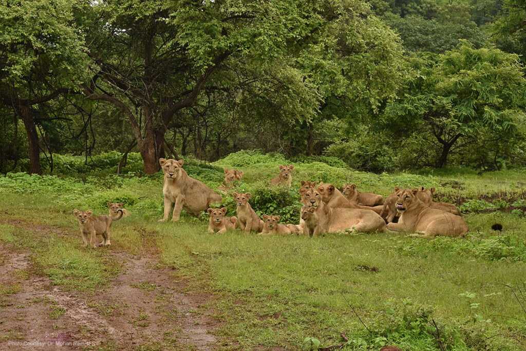 Complete Guide to the Gir National Park, Gujarat2