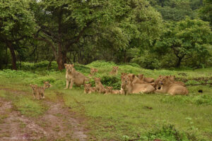 Complete Guide to the Gir National Park, Gujarat2