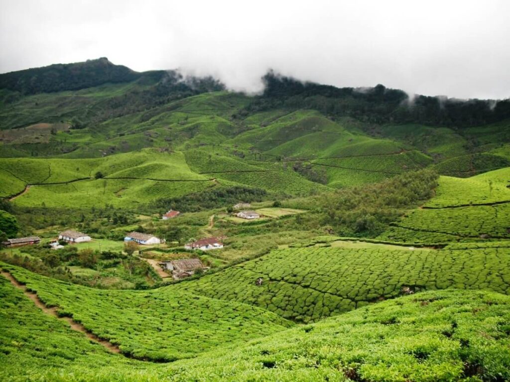 Devikulam Tea Plantations Kerala