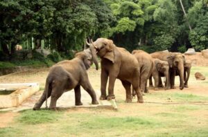 Top 15 Famous Zoos in India to Visit