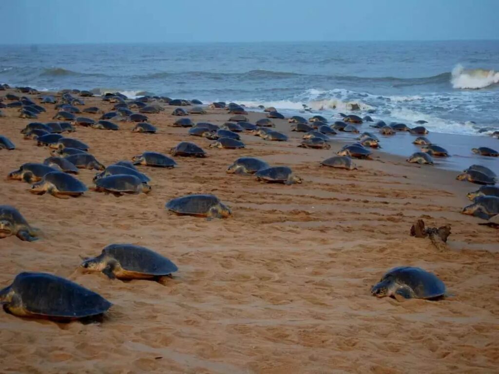 Gahirmatha Marine Sanctuary Odisha