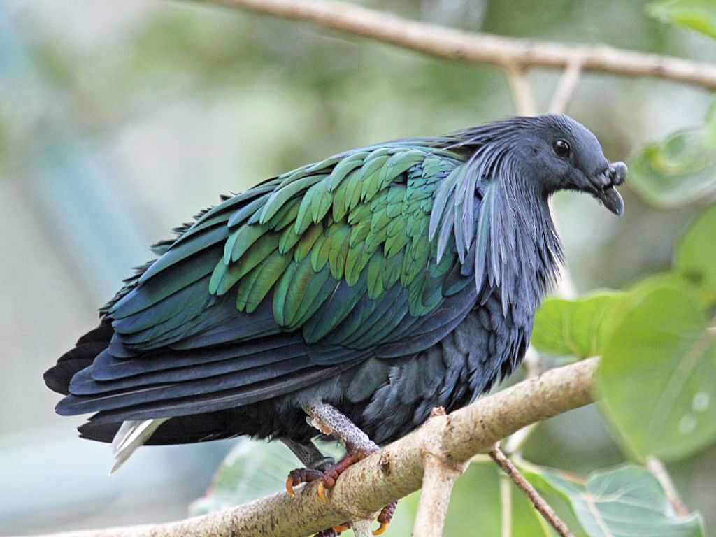 Galathea National Park Andaman