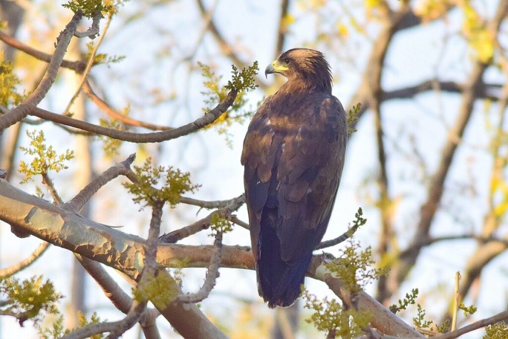 Greater spotted eagle Gir National Park Gujarat