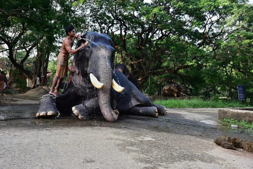 Guruvayur Elephant Camp, Kerala